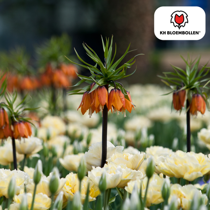 Fritillaria Imperialis Crown Rubra – 5 Stück | Rote Kaiserkrone