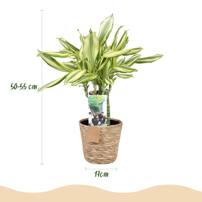 Dracaena fragrans Diamond Dream - Drachenbaum mit Korb - Höhe 50-55cm