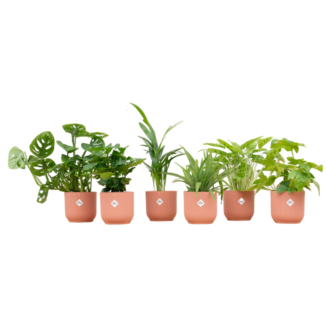 Überraschungsbox- 6 Pflanzen mit elho Vibes Fold Round Ø14 rose