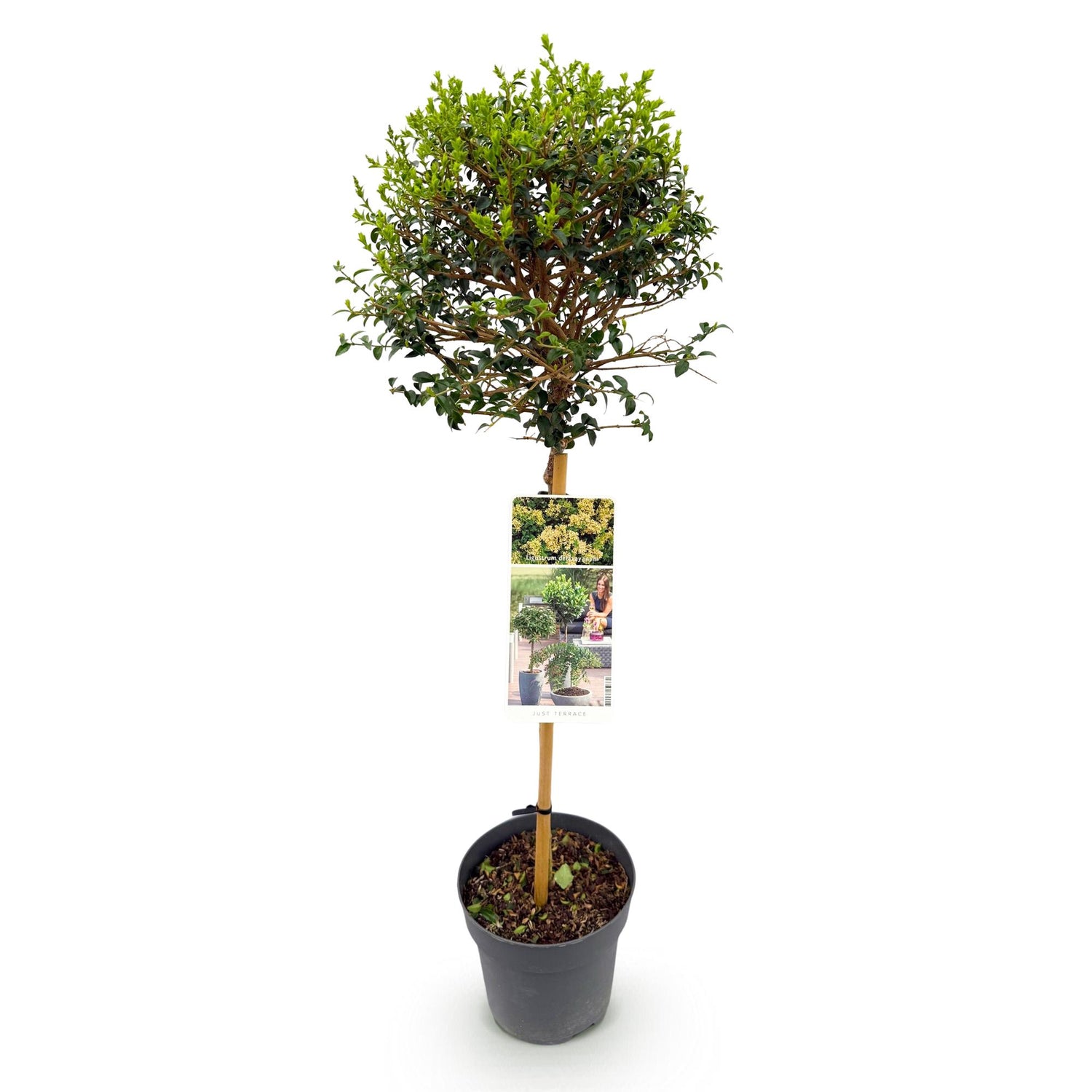 Ligustrum delavayanum - Terrassenpflanze - Immergrün - Winterhart - Grüne Blätter - Topf 19cm Höhe 90cm
