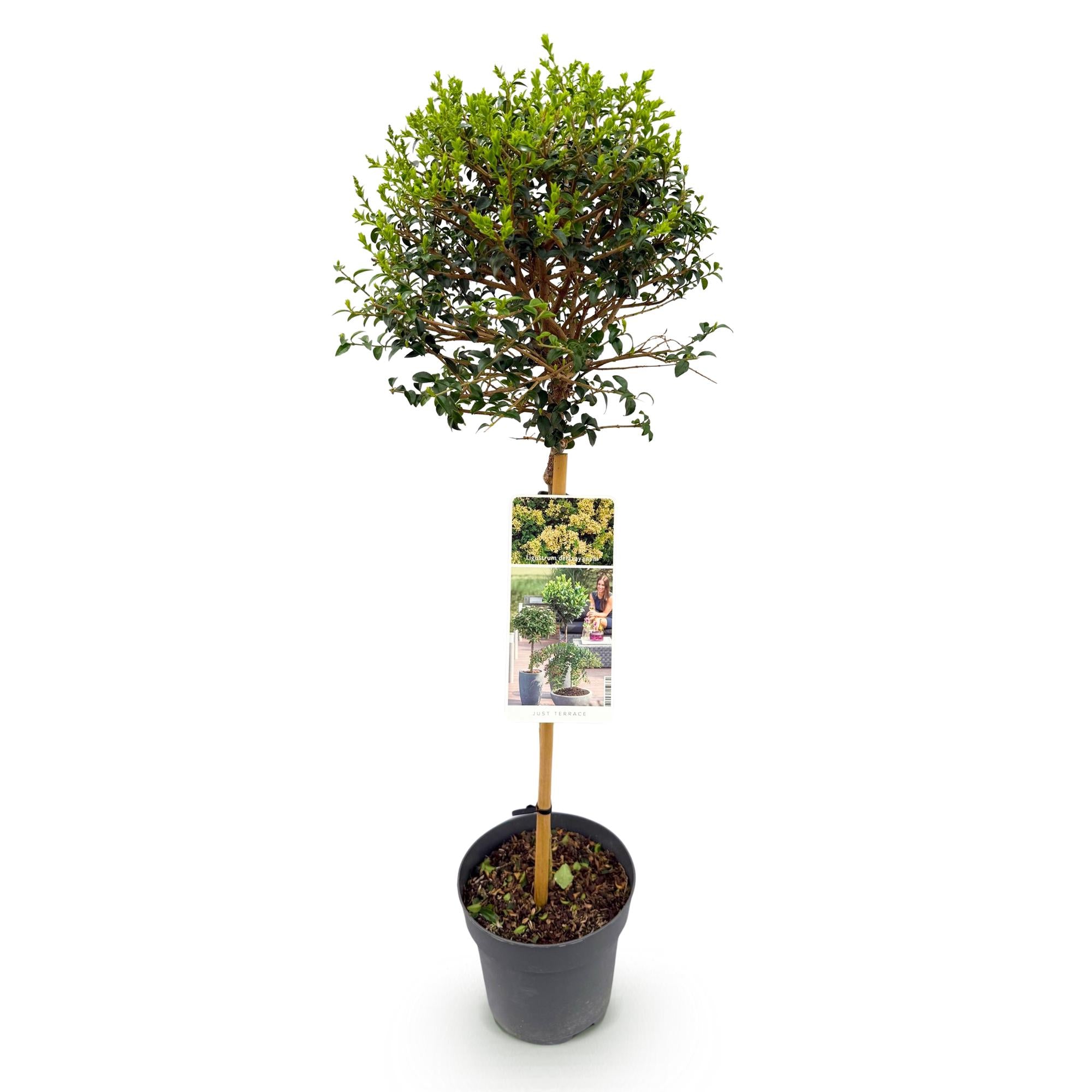 Ligustrum delavayanum - Terrassenpflanze - Immergrün - Winterhart - Grüne Blätter - Topf 19cm Höhe 90cm