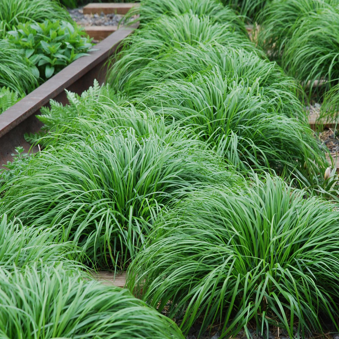 Carex &