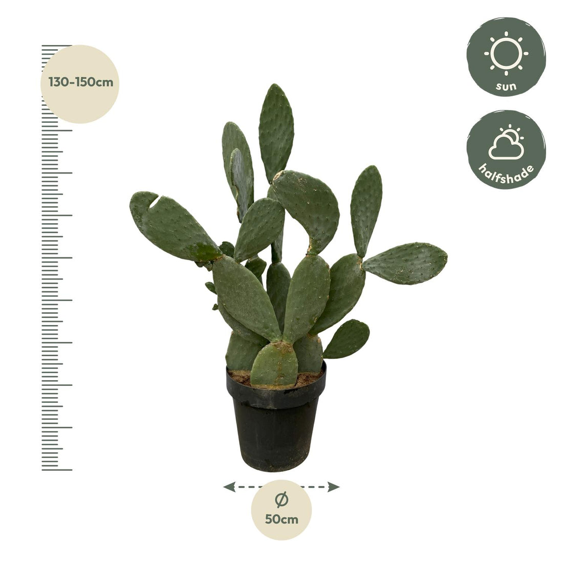 Opuntia Ficus Indica – Robuster Feigenkaktus für Sonne &amp; Garten