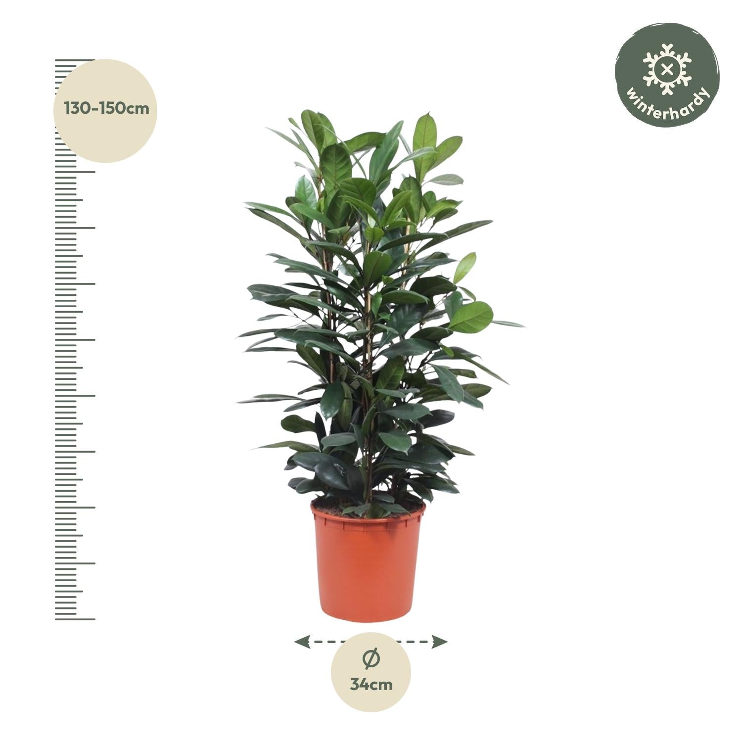 Ficus Cyathistipula 140 - 180cm – Pflegeleichte Zimmerpflanze mit Stil