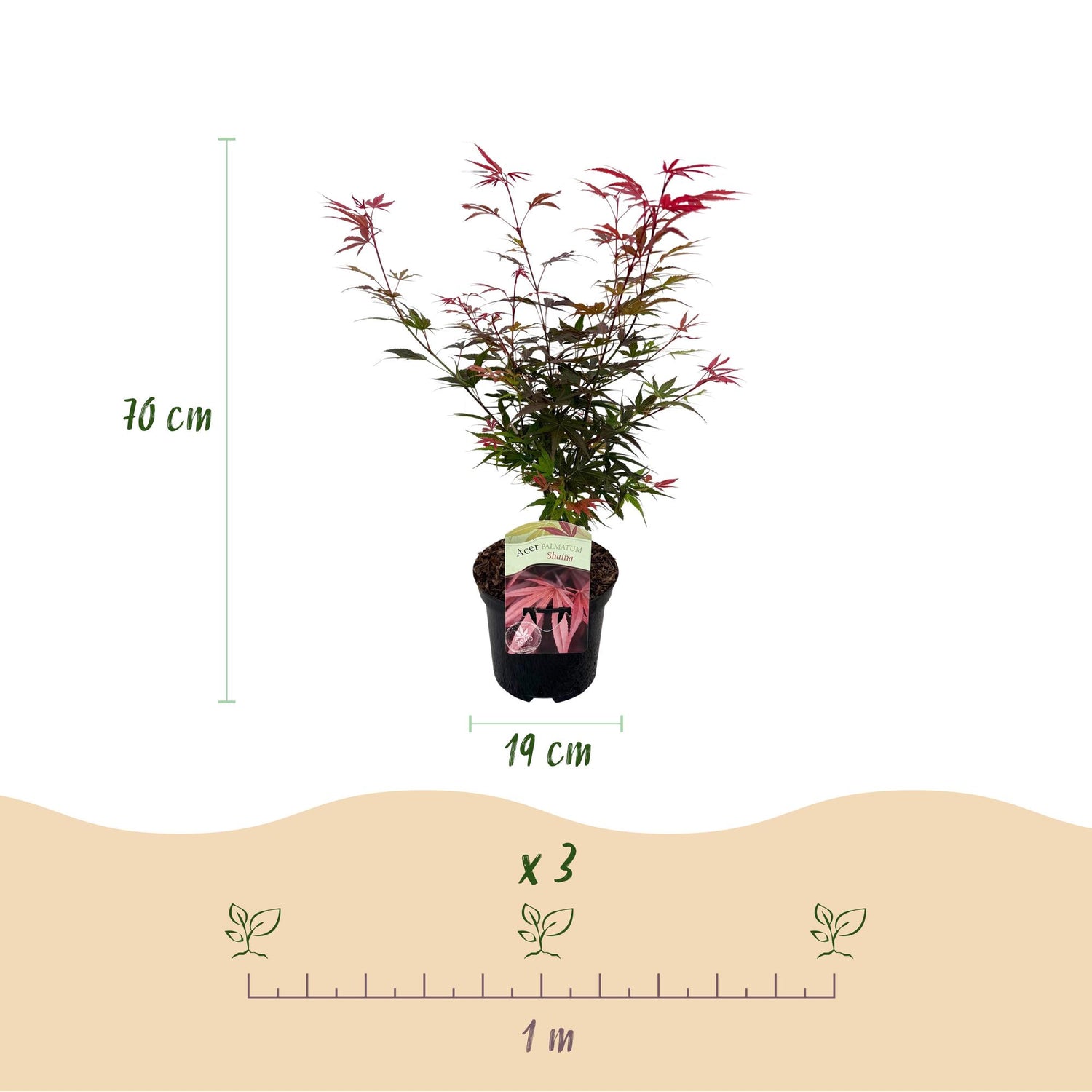 Japanischer Ahorn Shaina - Rot - 1 Pflanze - Laubabwerfend - Topf 19cm Höhe 70cm