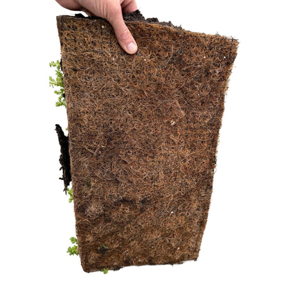 Bodendecker Sedummatte | Winterhart &amp; pflegeleicht – 10 Sorten – 50×30 cm