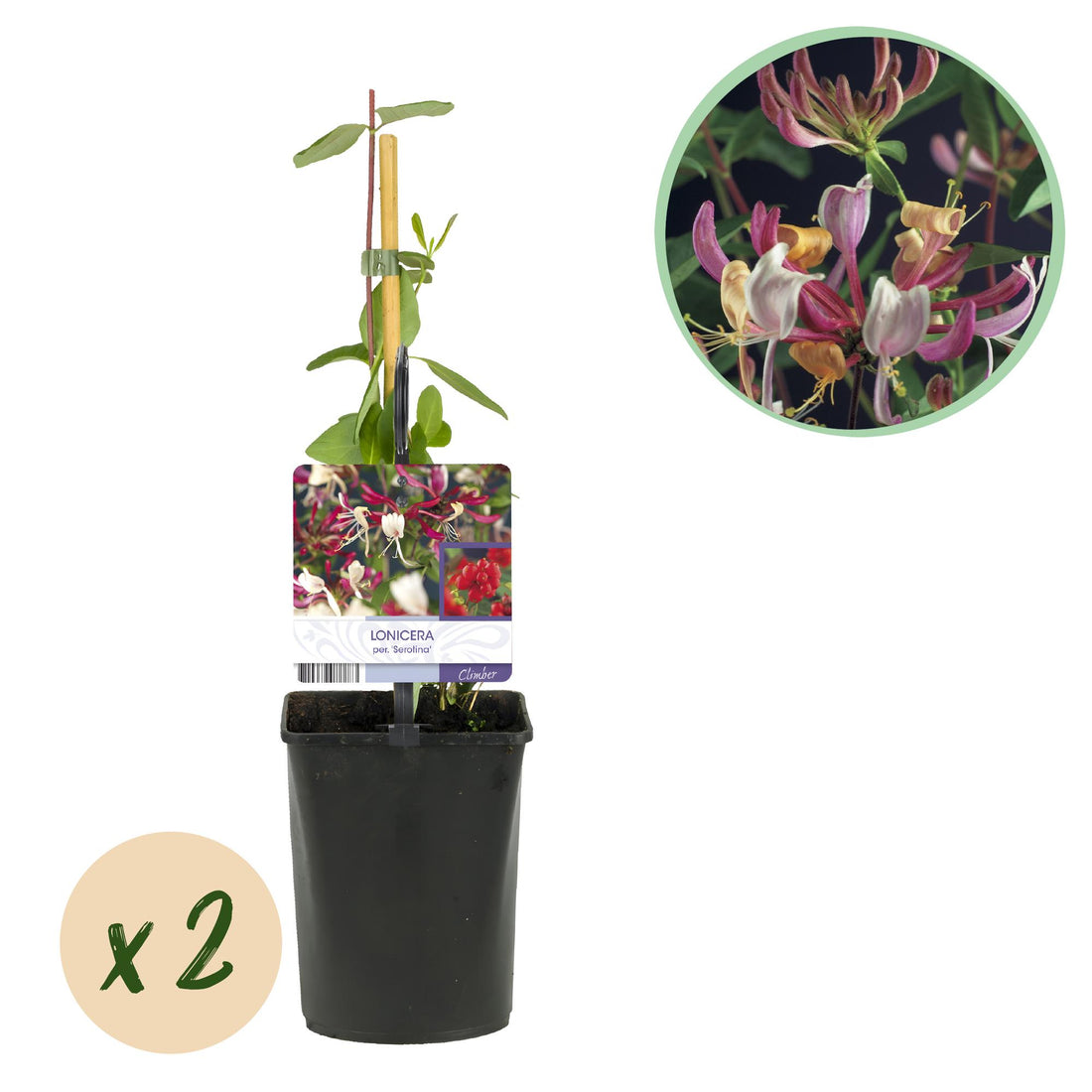 Geißblatt - Lonicera Serotina - Blüte Rosa mit Weiß - Wenig Pflege - 2 Pflanzen - Topf 11cm Höhe 40cm