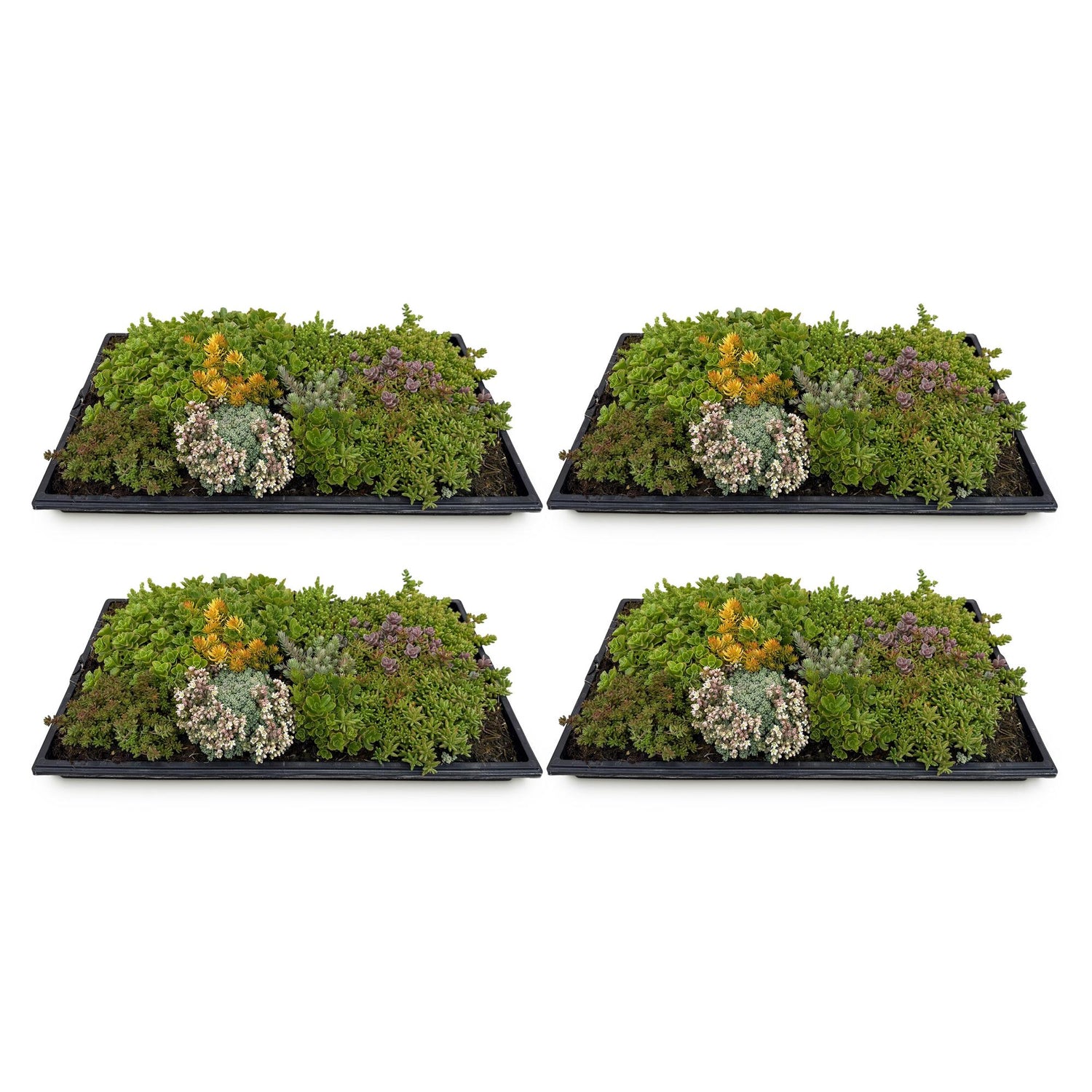 4x Bodendecker Sedummatte | Winterhart &amp; pflegeleicht – 10 Sorten – 50×30 cm
