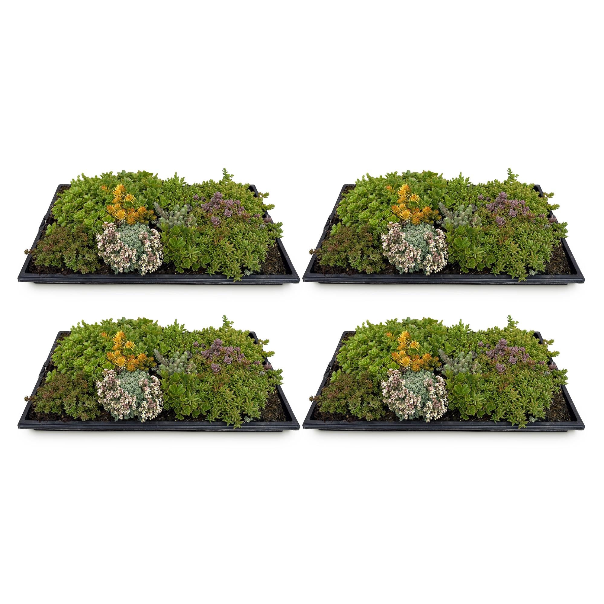 4x Bodendecker Sedummatte | Winterhart &amp; pflegeleicht – 10 Sorten – 50×30 cm
