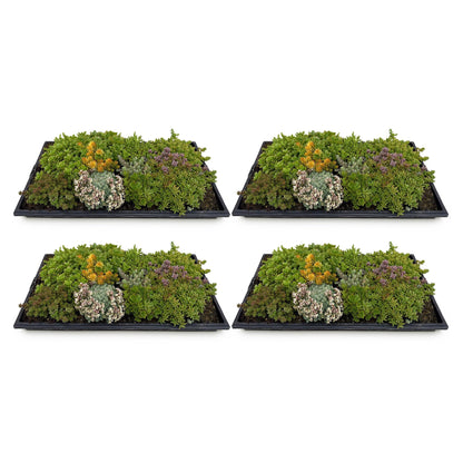 4x Bodendecker Sedummatte | Winterhart &amp; pflegeleicht – 10 Sorten – 50×30 cm