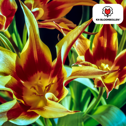 Tulpenzwiebeln Fire Wings – 20er-Pack | Papageien-Tulpe