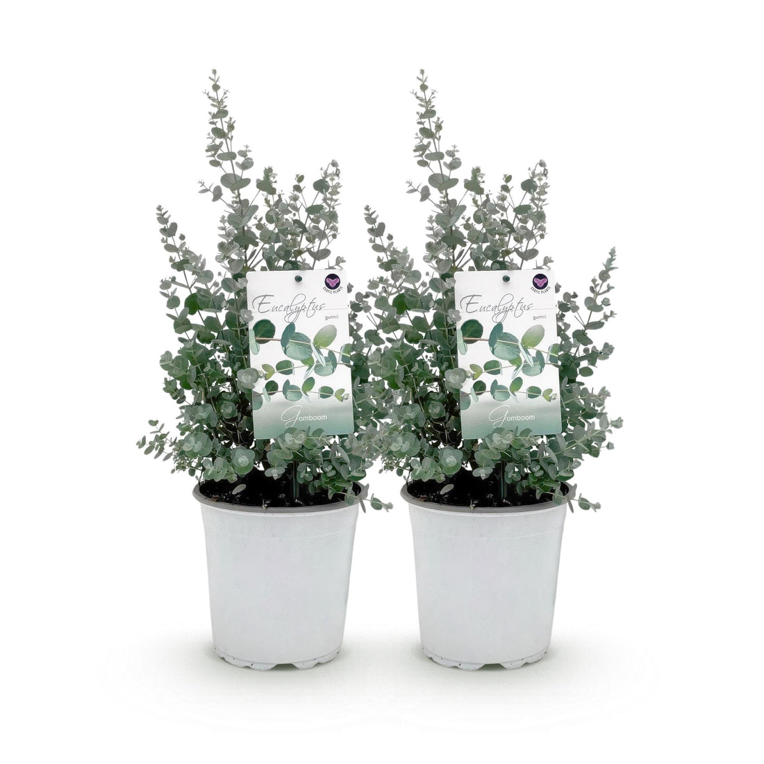 Terrassenpflanze - Eukalyptusbaum - Eucalyptus gunni - Grau - 2 Pflanzen - Winterhart - Topf 17cm Höhe 40cm