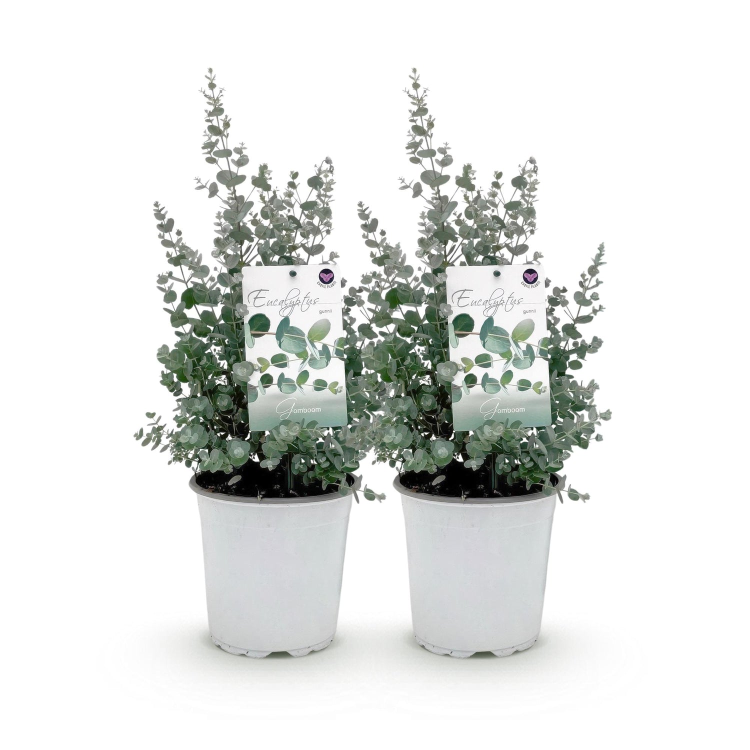 Terrassenpflanze - Eukalyptusbaum - Eucalyptus gunni - Grau - 2 Pflanzen - Winterhart - Topf 17cm Höhe 40cm