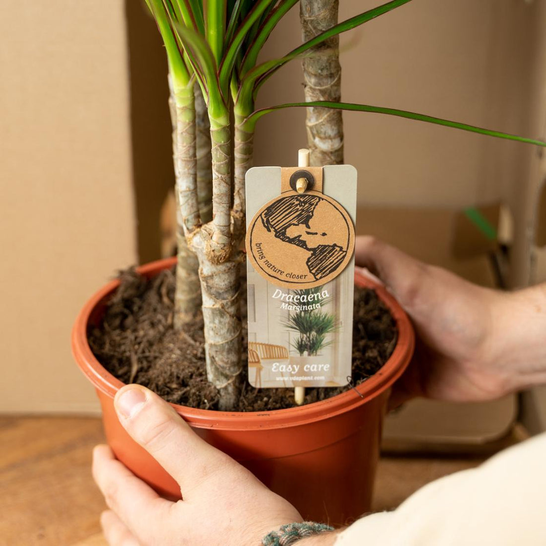Dracaena Marginata kaufen – Drachenbaum mit Topf oder Korb