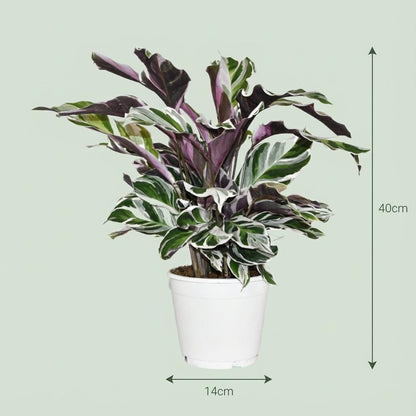 Calathea Fushion White - Ø 14 cm - Höhe: 35 - 40 cm