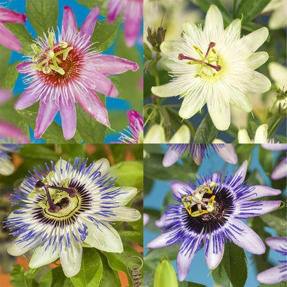 Passionsblume Passiflora Rainbow | Rosa-Weiß-Lila-Grün Blüten – 4 Pflanzen 40 cm Ø11 cm Topf