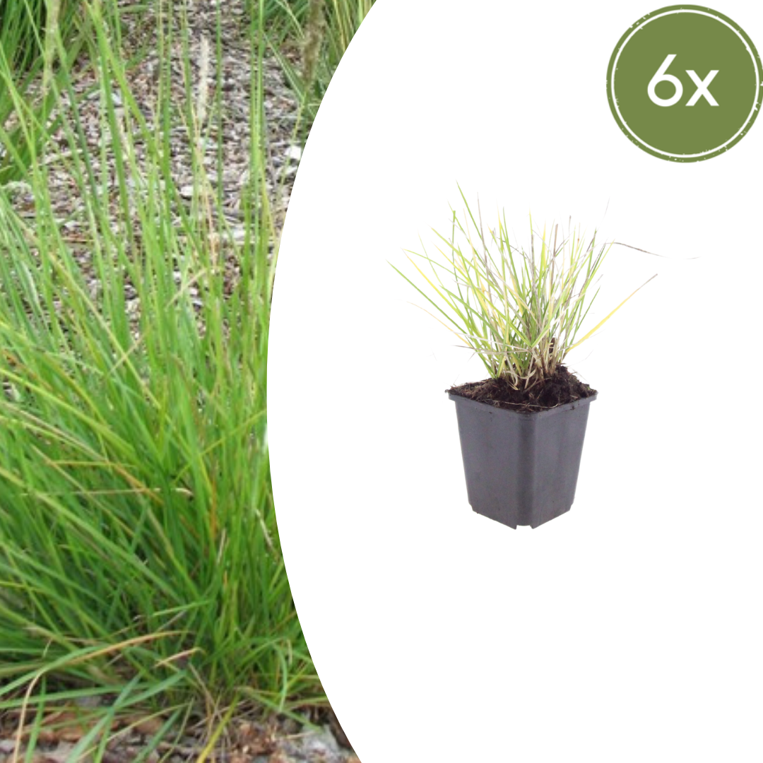 6x Sesleria autumnalis - ↕10-25cm - Ø9cm