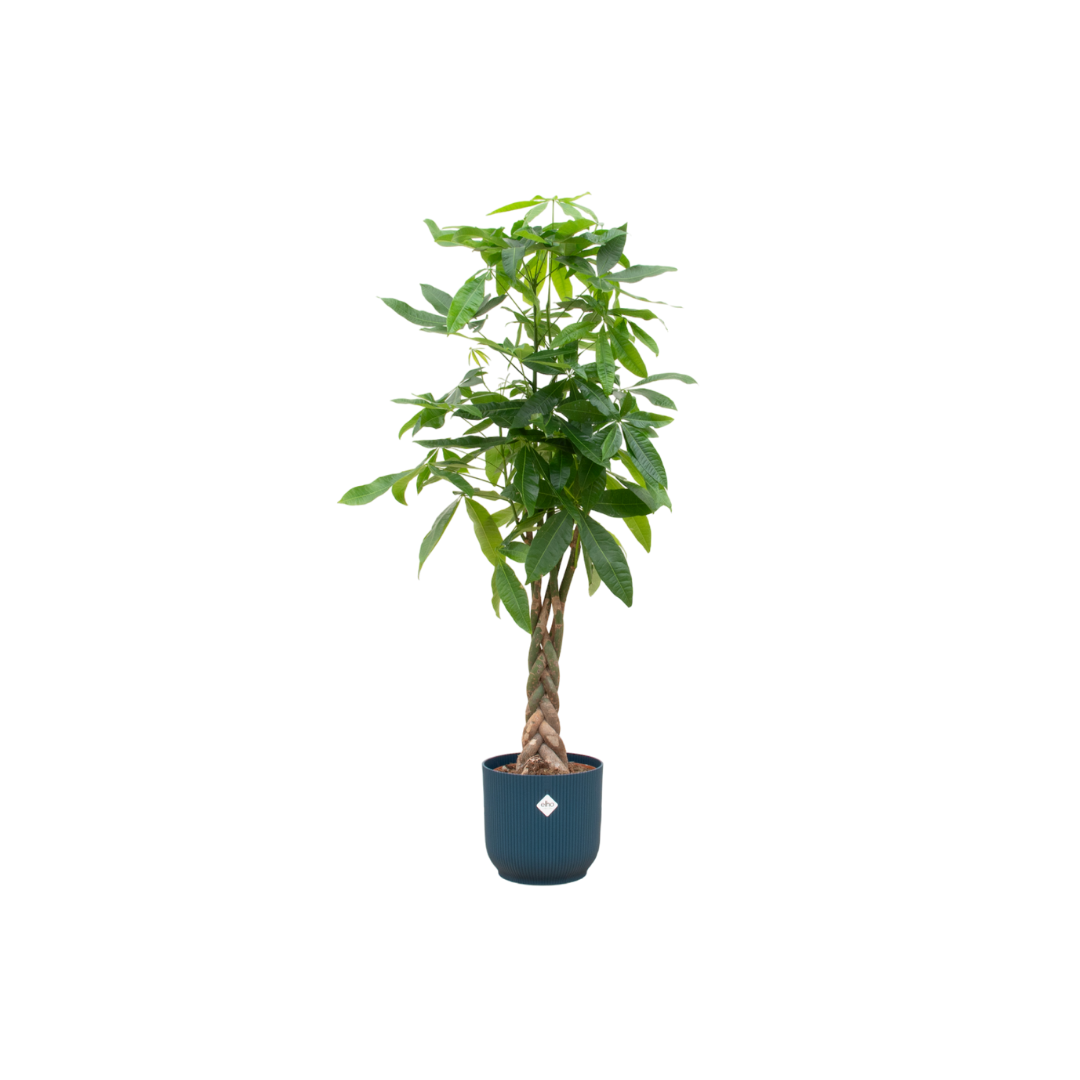 Pachira aquatica 140 cm | Glückskastanie im Ø30 cm Topf mit verschiedenen Übertöpfen