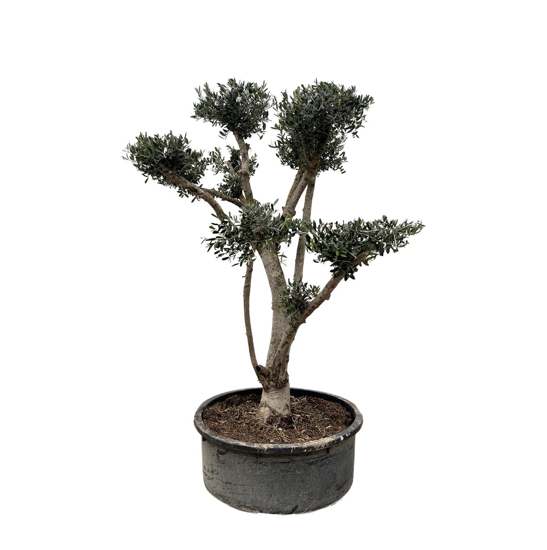 Olea europaea ‘Pompon’ – Bonsai-Olivenbaum im Topf