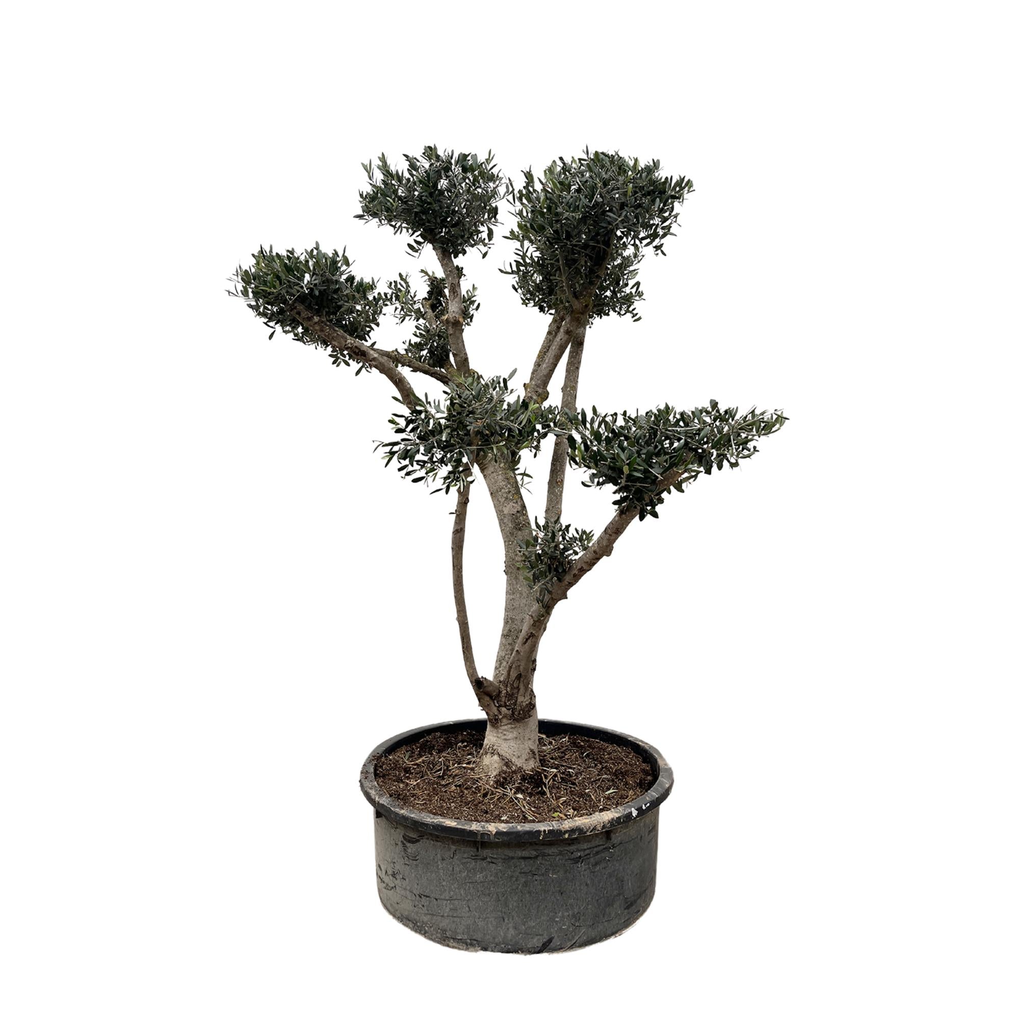 Olea europaea ‘Pompon’ – Bonsai-Olivenbaum im Topf
