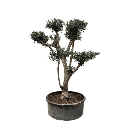 Olea europaea ‘Pompon’ – Bonsai-Olivenbaum im Topf