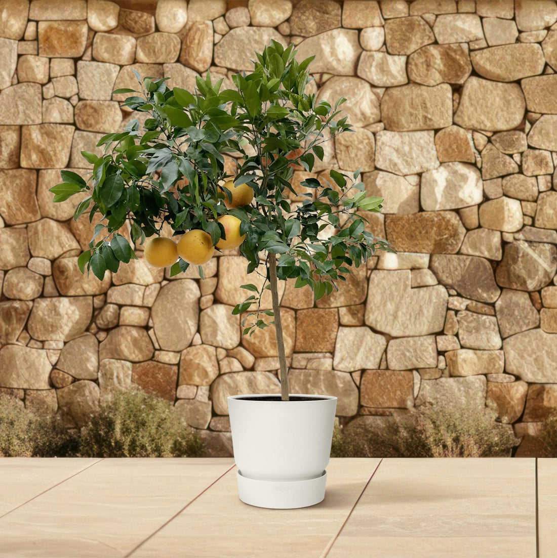 Citrus Pompelmo – Grapefruitbaum – ca. 150 cm – Ø40 cm Topf – Mediterrane Kübelpflanze