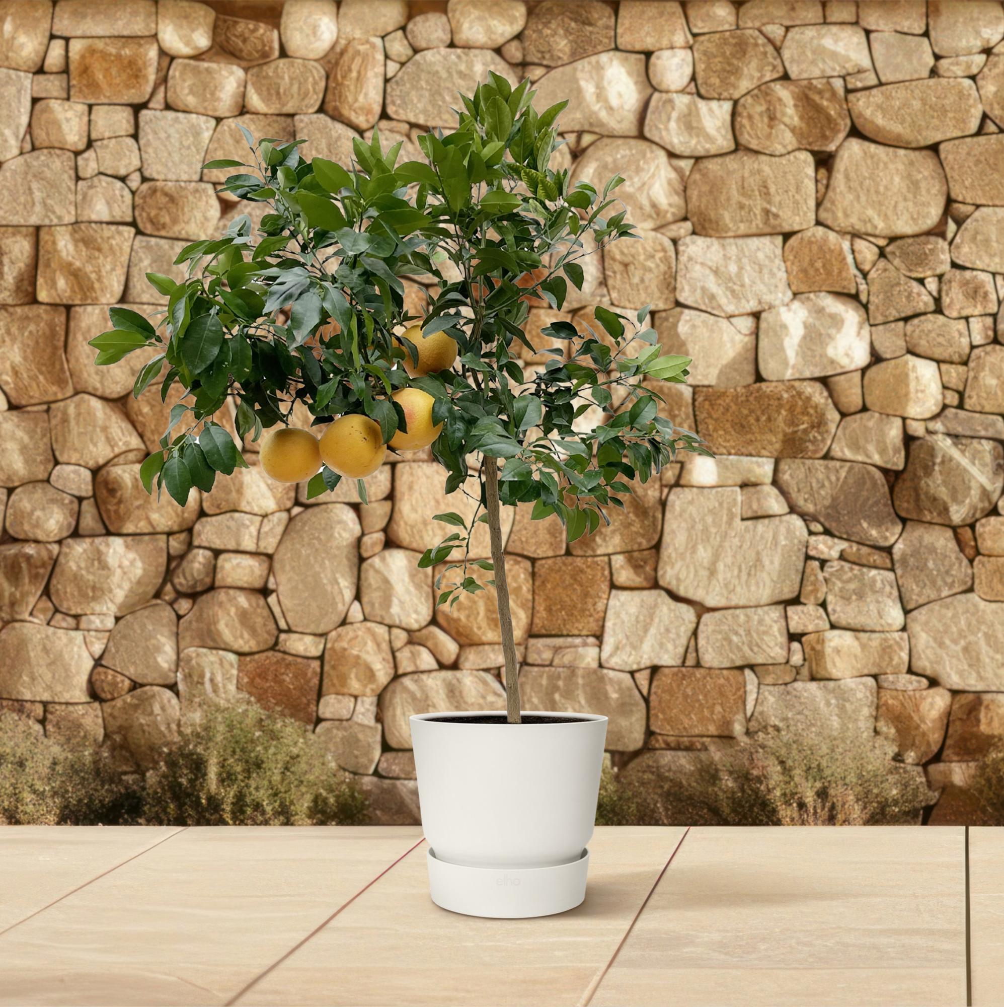 Citrus Pompelmo – Grapefruitbaum – ca. 150 cm – Ø40 cm Topf – Mediterrane Kübelpflanze