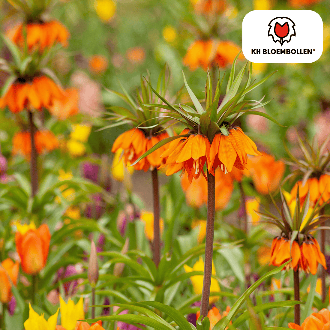 Fritillaria Garland Star – 5 Stück | Kaiserkrone in Kupferorange