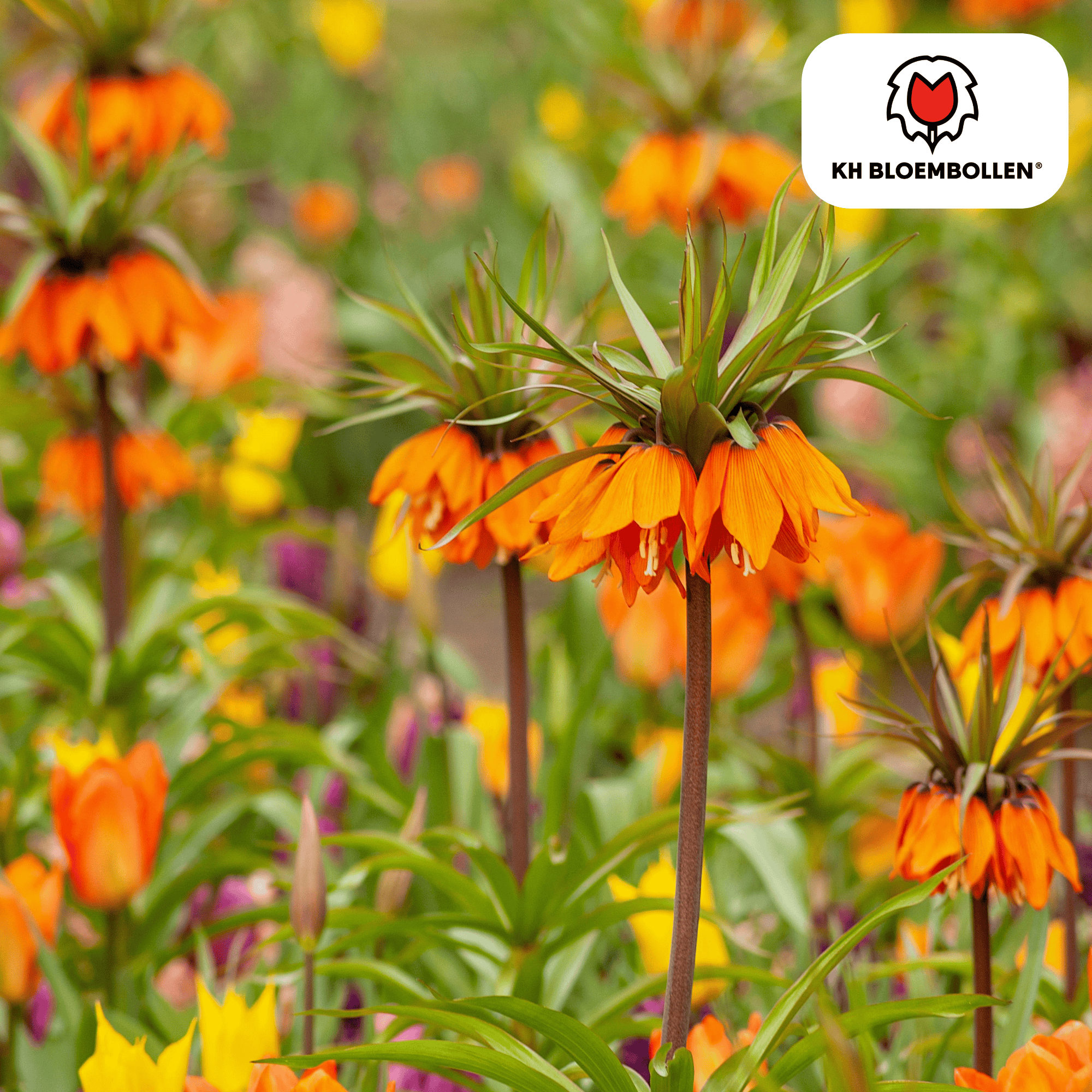 Fritillaria Garland Star – 5 Stück | Kaiserkrone in Kupferorange