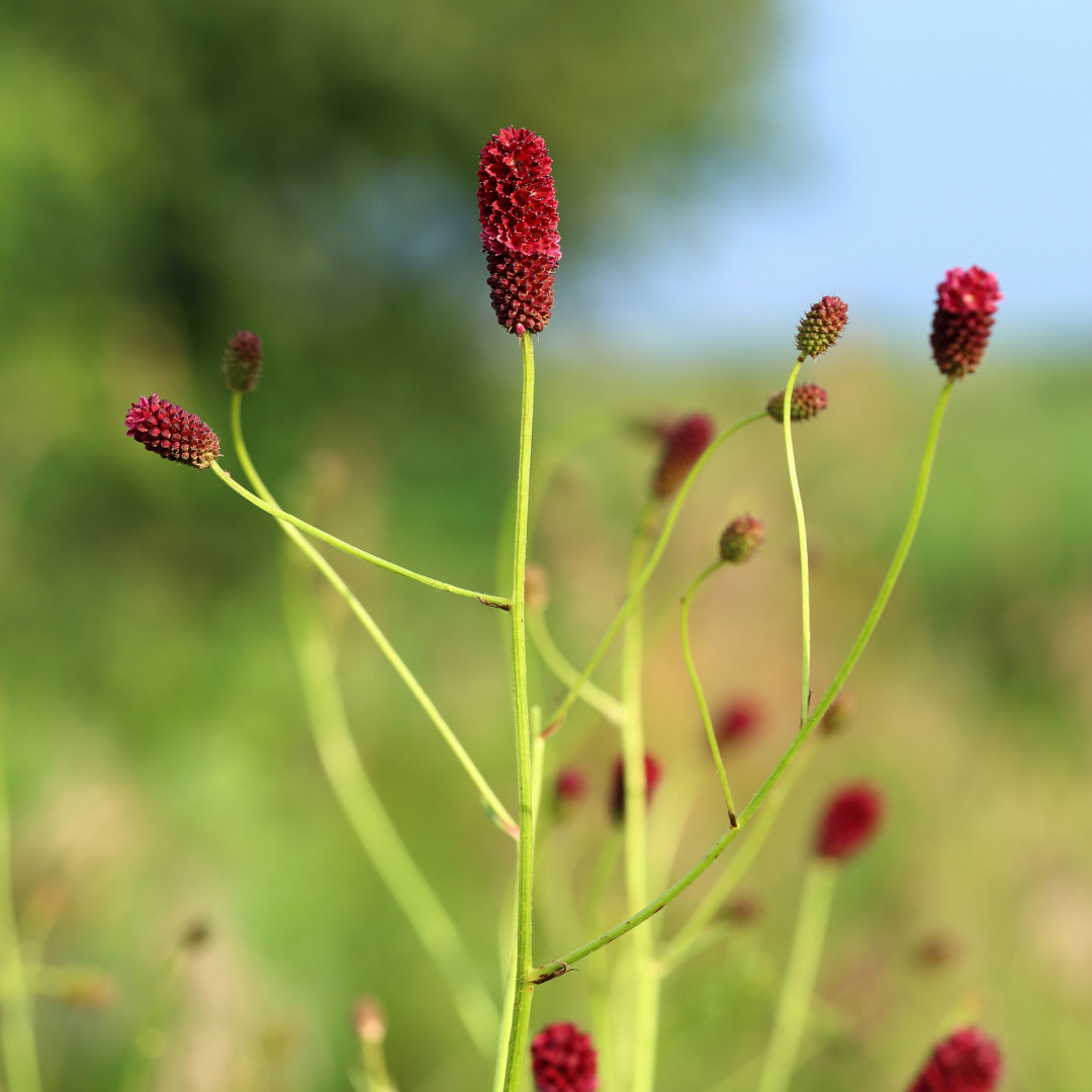 6x Sanguisorba o. &