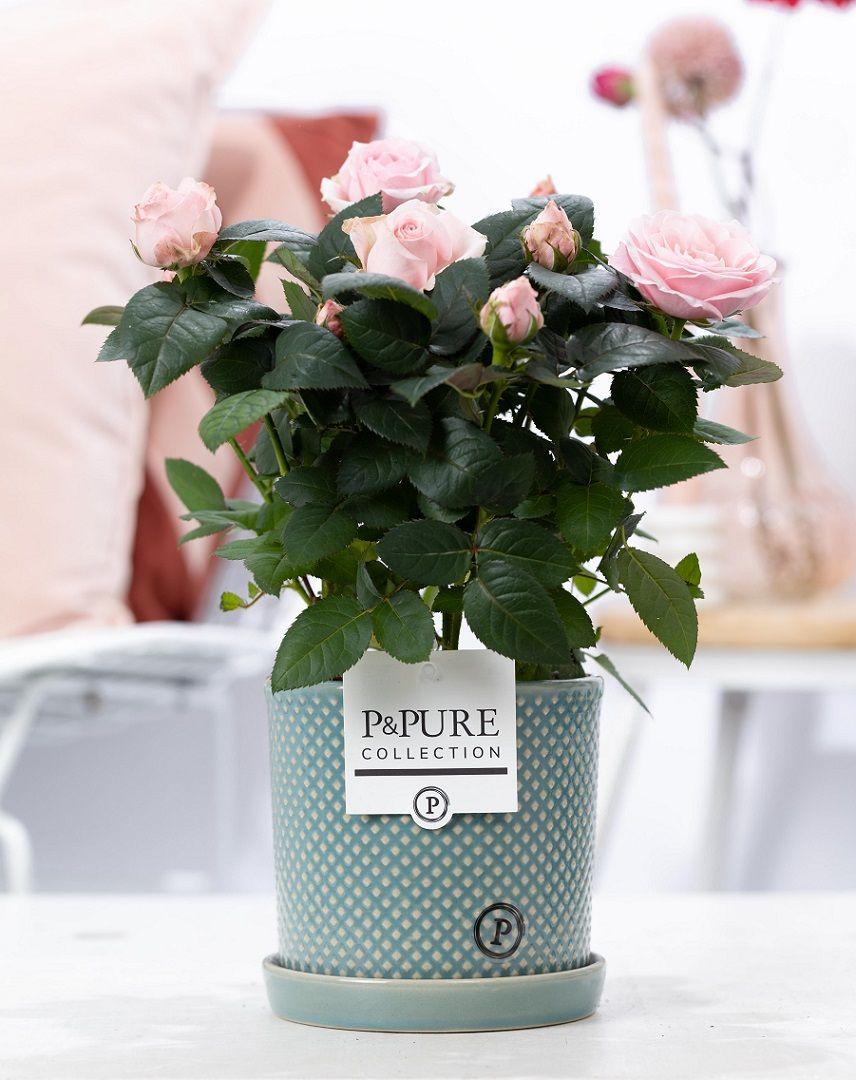 Rosa Light Pink In P&amp;PURE Lauren Ceramics - Ø12cm - ↕30cm