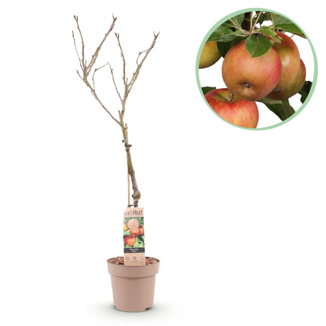 Apfelbaum Malus domestica &