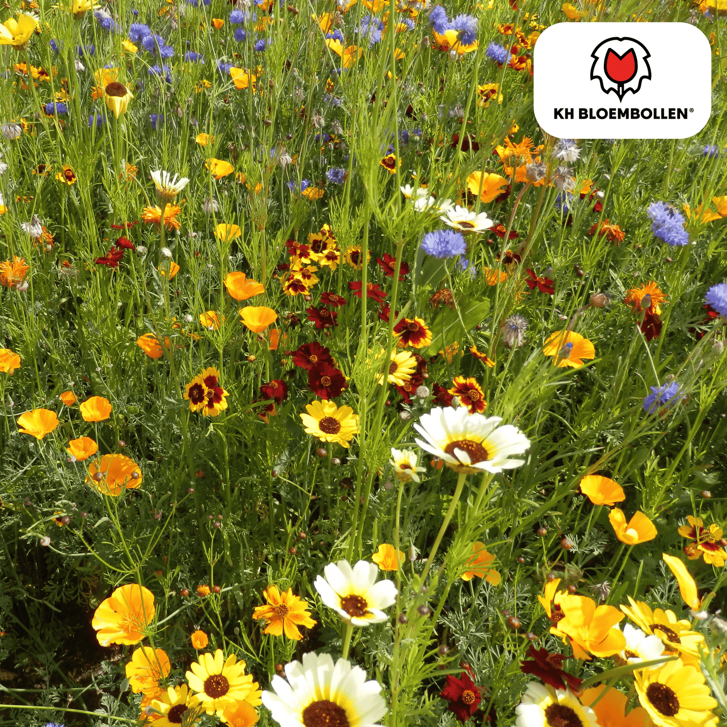 Wildblumensamenmischung – 100 g | Bienenfreundlich &amp; heimisch