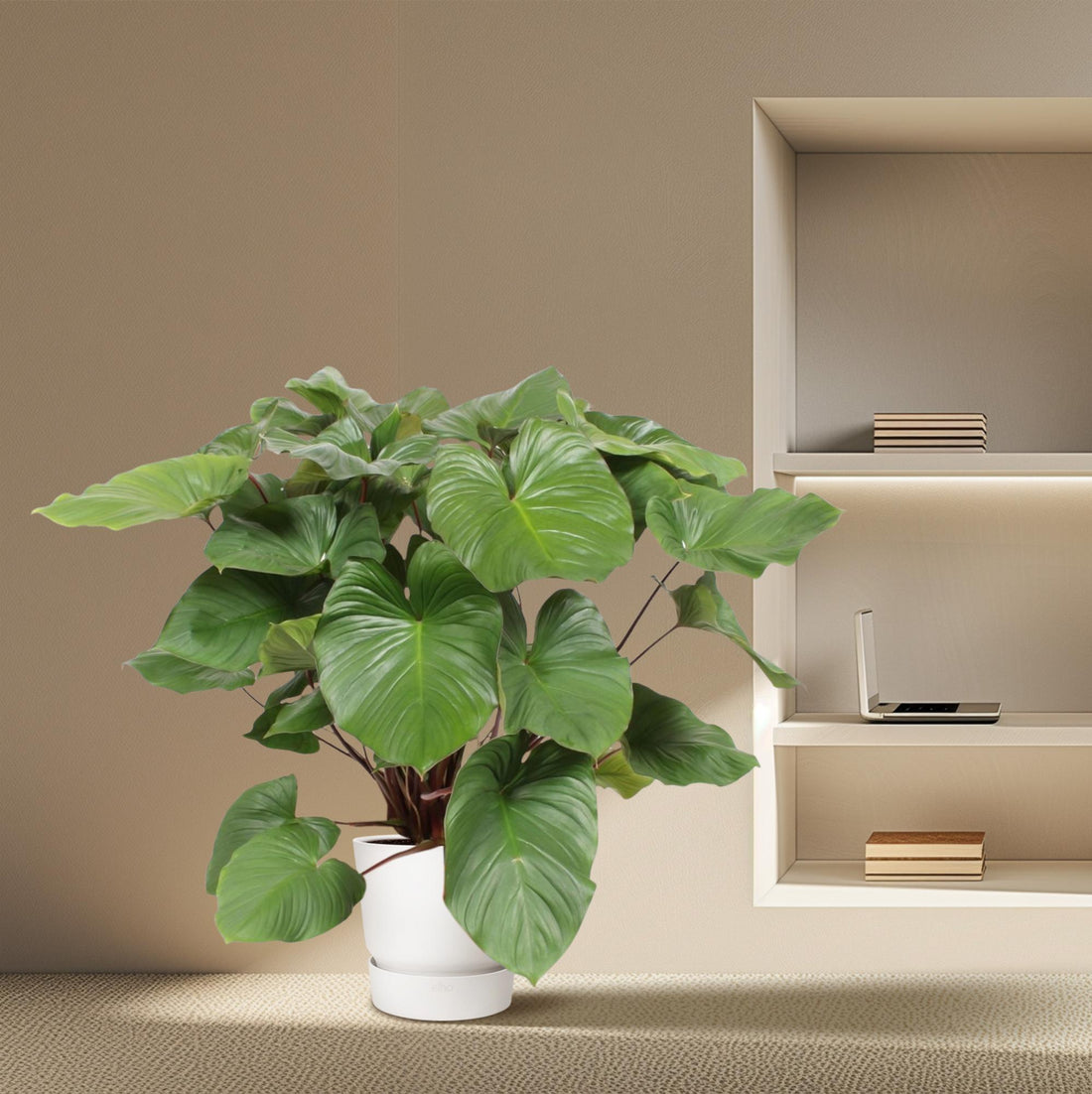 Homalomena Rubescens Maggy - 130 cm - ø34