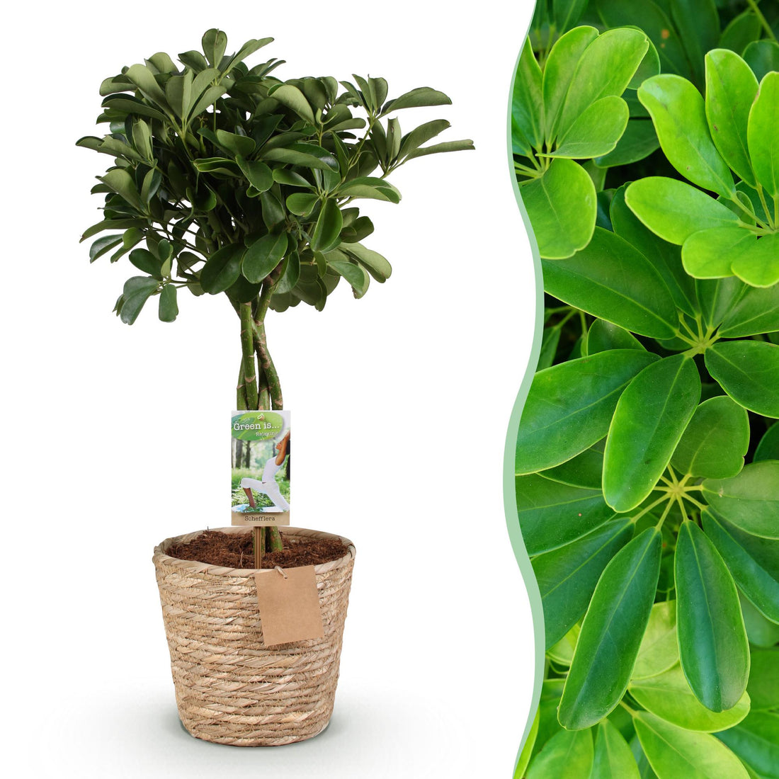 Schefflera Nora - Fingerbaum - Wenig Pflege - mit Korb - Grün - 1 Pflanze - Topf 21cm - Höhe 70-82cm
