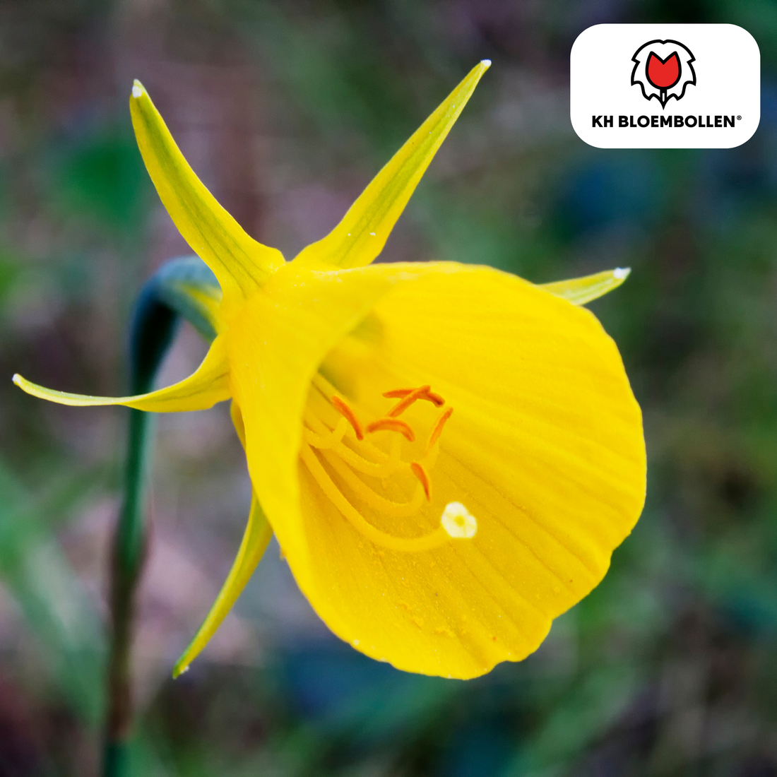 Narzissen Golden Bells – 25 Stück | Glöckchenform &amp; bienenfreundlich