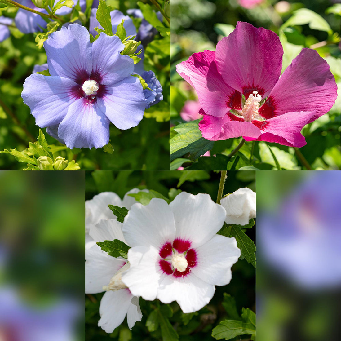 Hibiscus syriacus Tricolour - Blüte Rosa, Weiß und Blau - 3 Pflanzen - Laubabwerfend - Wenig Pflegeaufwand - Topf 17cm Höhe 45cm