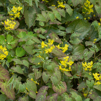 6x Epimedium perralc. &