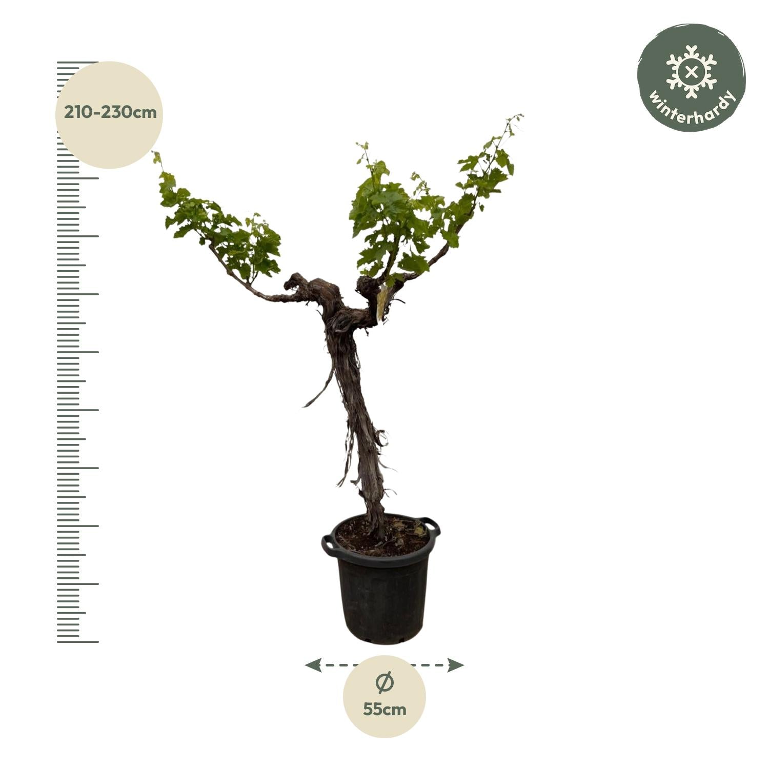 Weinrebe (Vitis Vinifera) - 220cm - ø55Weinrebe – Vitis vinifera – ca. 220 cm – Ø55 cm Topf – Mediterrane Kletterpflanze &amp; Obstpflanze