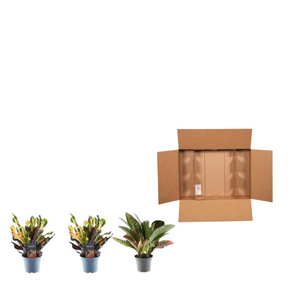 3x Wunderstrauch mix - 30 cm - ø12