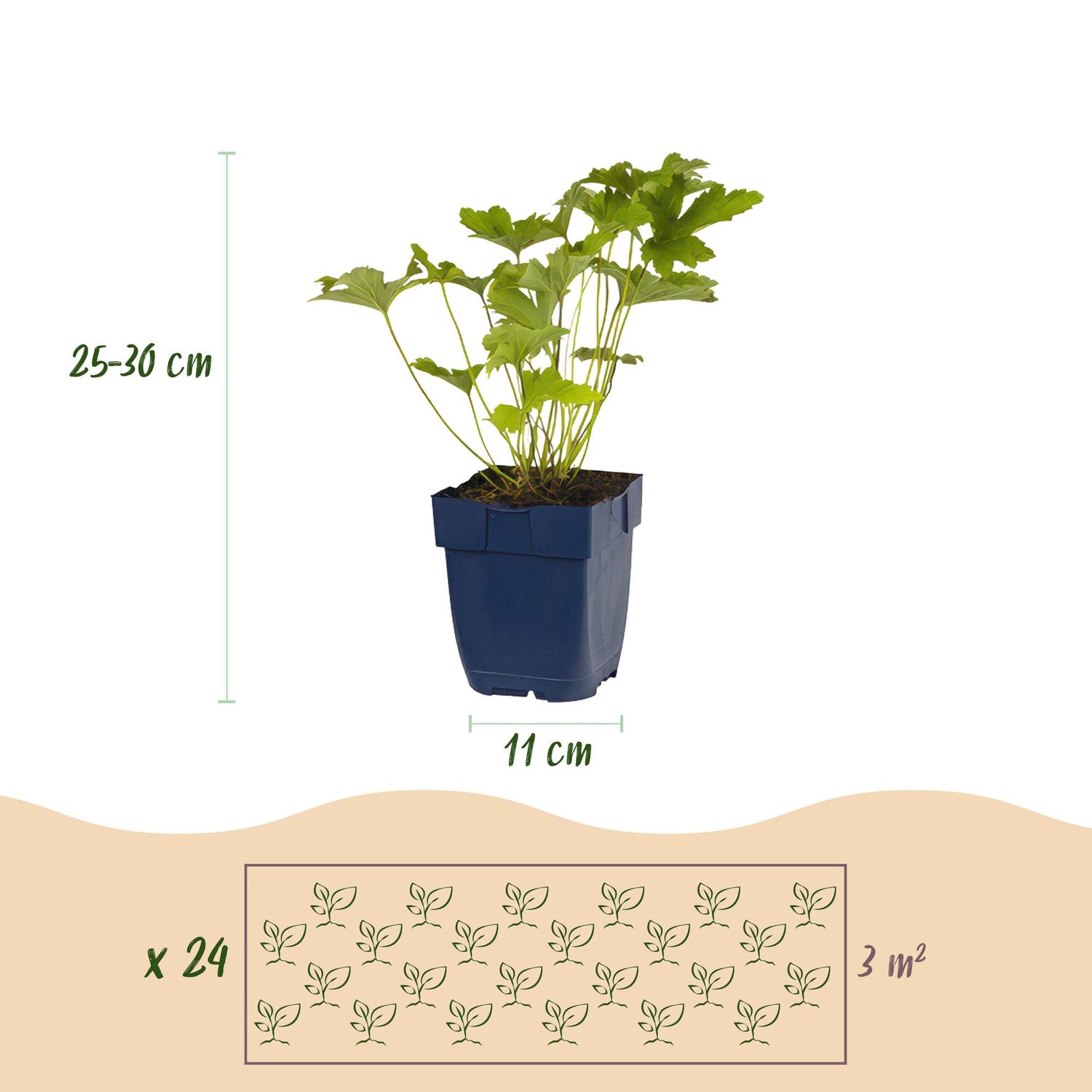 Stauden Packet - Farbe Weiß - 24 Stauden - Für 3 m2 - Verschiedene Farben - Wenig Pflege - Topf 11cm