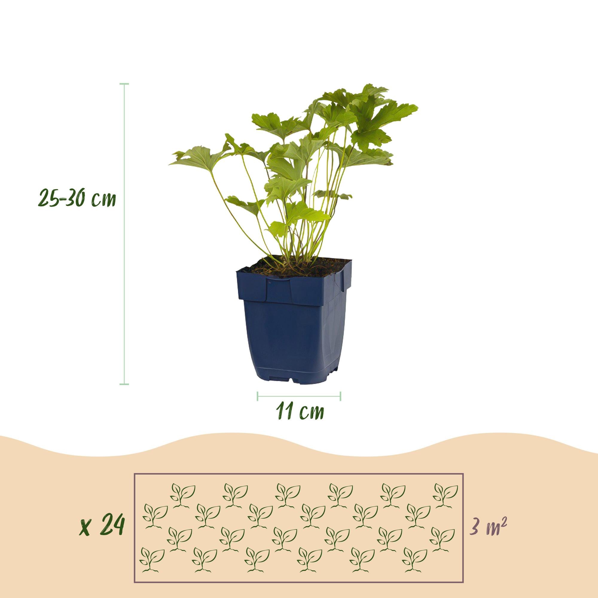 Stauden Packet - Farbe Weiß - 24 Stauden - Für 3 m2 - Verschiedene Farben - Wenig Pflege - Topf 11cm