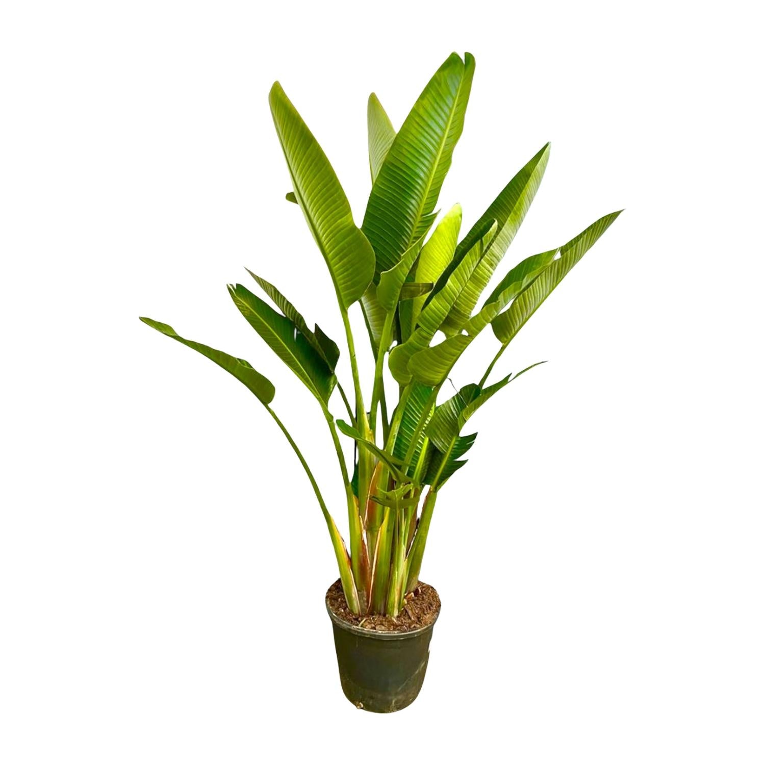 Strelitzia Augusta XL-XXXL – Exotischer Weißer Paradiesvogel