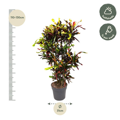 &quot;Wunderstrauch&quot; Codiaeum