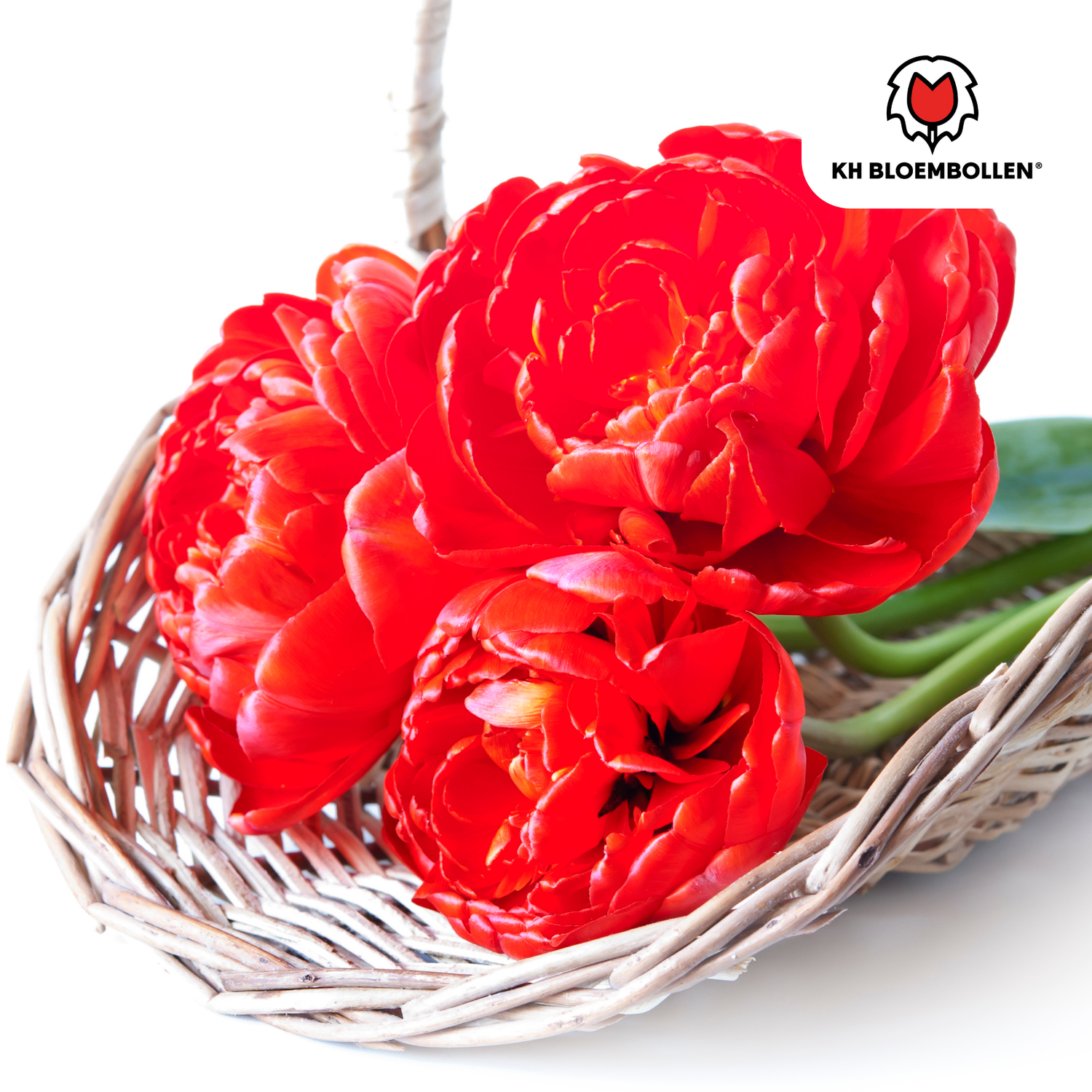 Tulpenzwiebeln Bombastic Red – 20er-Pack | Gefüllt &amp; tiefrot