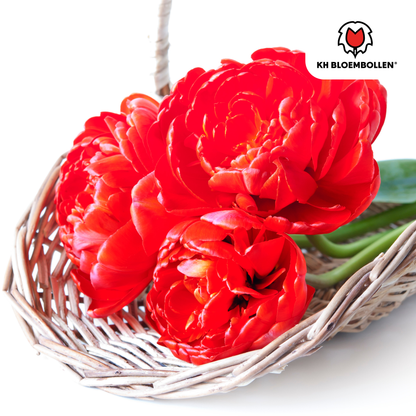 Tulpenzwiebeln Bombastic Red – 20er-Pack | Gefüllt &amp; tiefrot
