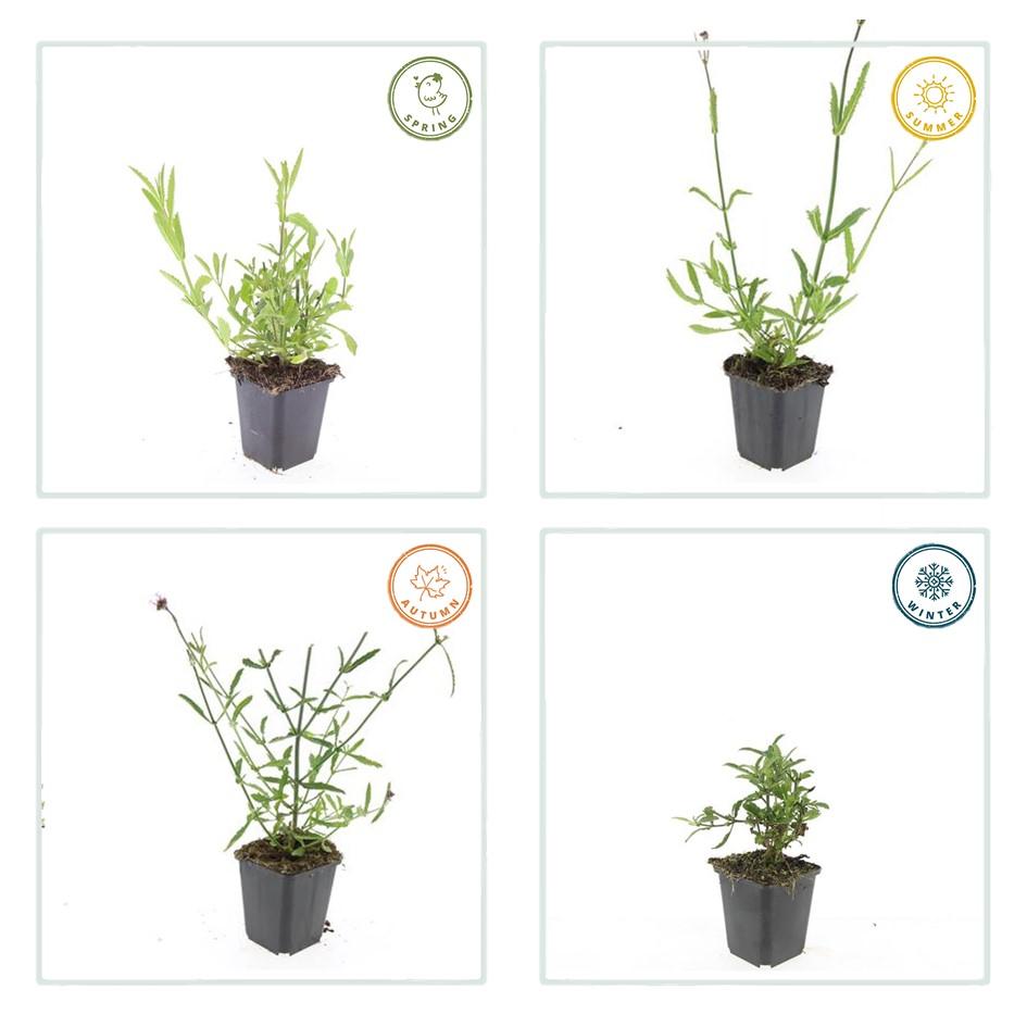 24x Verbena bonariensis – Argentinisches Eisenkraut für Präriegärten &amp; Beete – Höhe 10–25 cm – Ø 9 cm