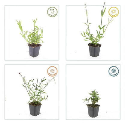 24x Verbena bonariensis – Argentinisches Eisenkraut für Präriegärten &amp; Beete – Höhe 10–25 cm – Ø 9 cm