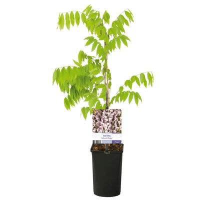 Blauregen Wisteria floribunda &