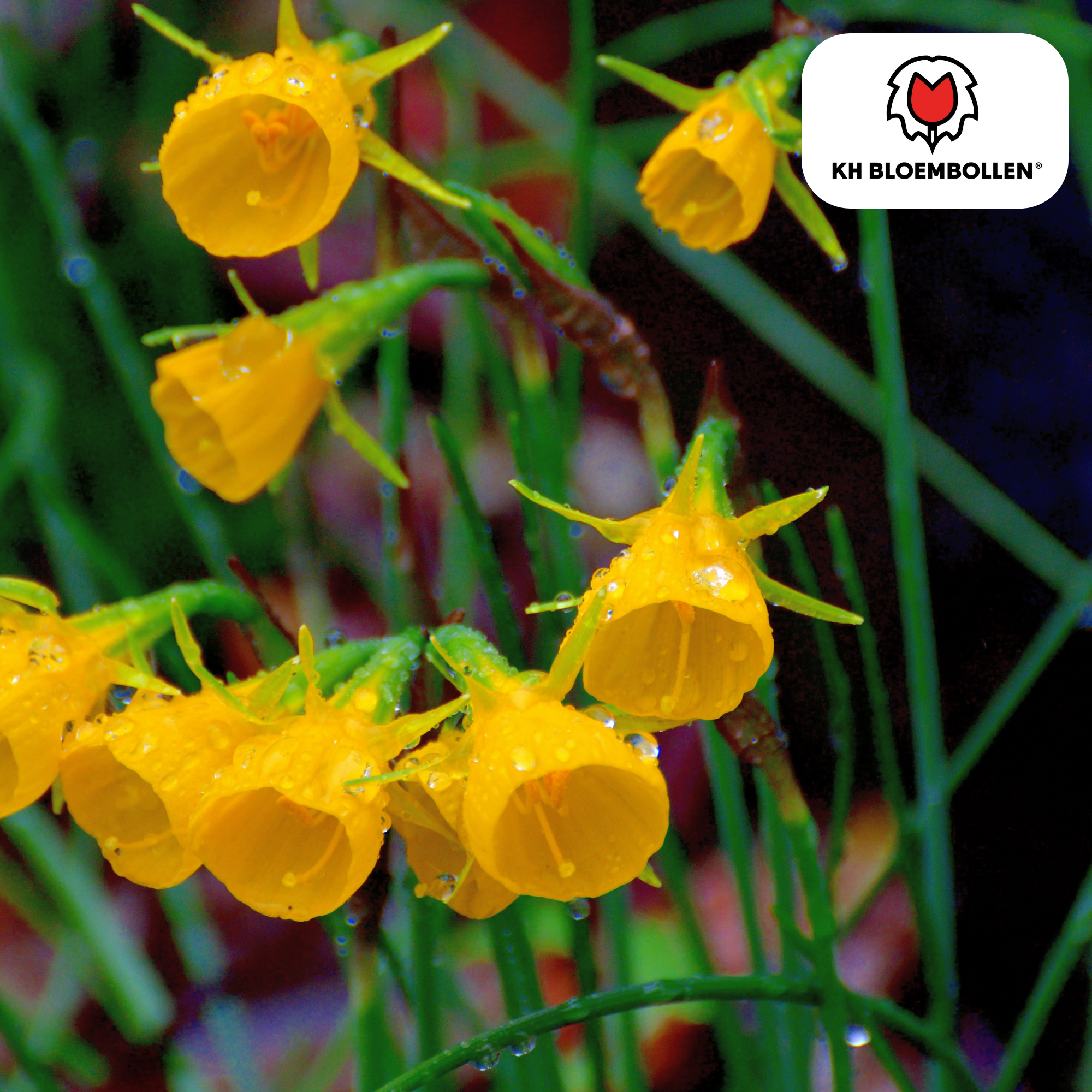 Narzissen Golden Bells – 25 Stück | Glöckchenform &amp; bienenfreundlich